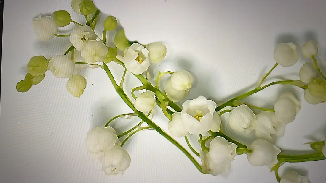 Il riferimento: mughetto reale, studiato nel rapporto fra stelo, campanule e boccioli.